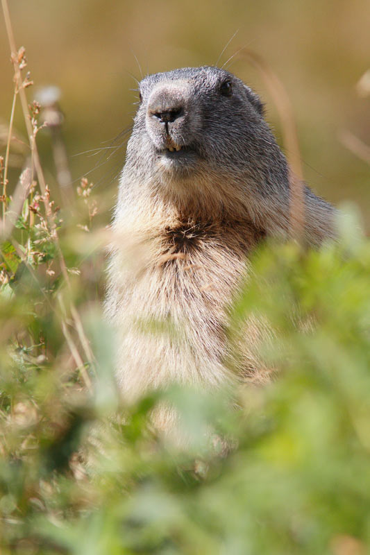 Marmotte, marmotte e ancora marmotte !!!
